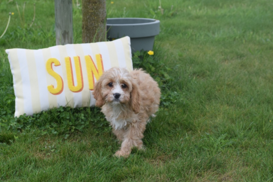 Cavapoo (reu) 64117