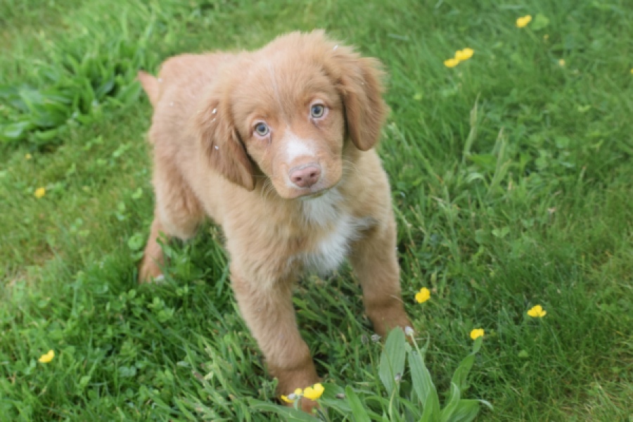 Nova Scotia Duck Tolling Retriever (reu) 64819