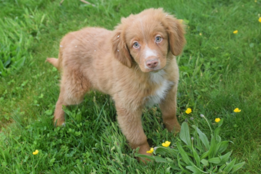 Nova Scotia Duck Tolling Retriever (reu) 64819