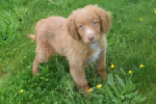 Nova Scotia Duck Tolling Retriever (reu) 64819