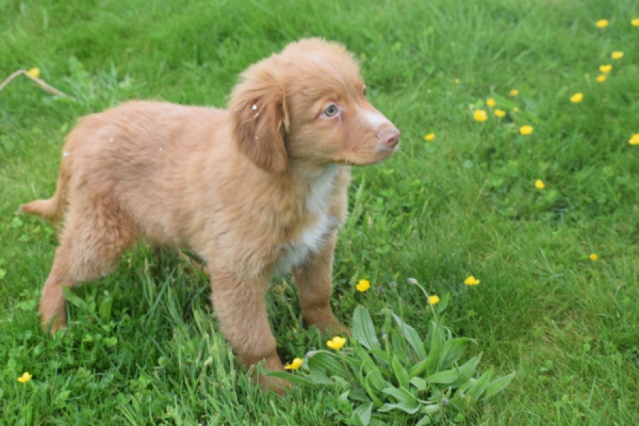 Nova Scotia Duck Tolling Retriever (reu) 64819