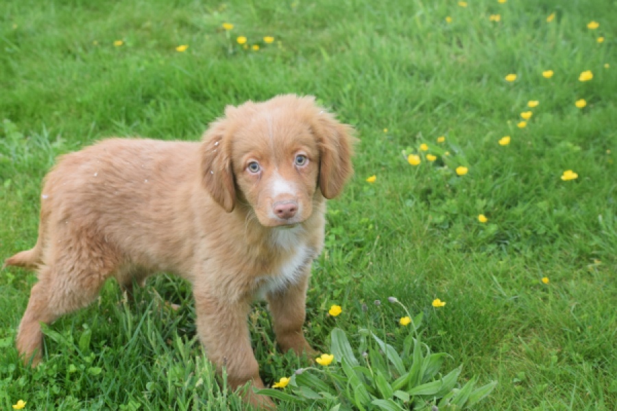 Nova Scotia Duck Tolling Retriever (reu) 64819