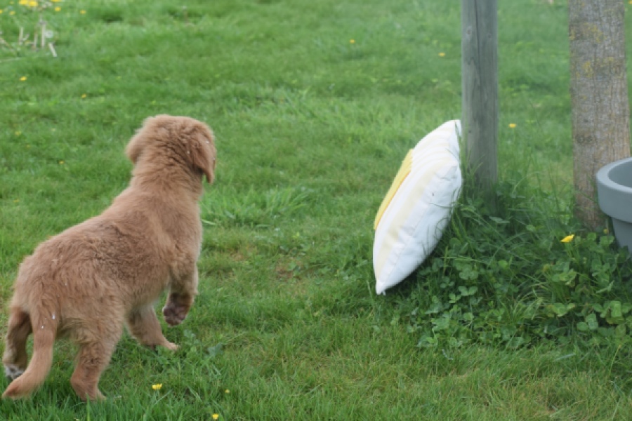 Nova Scotia Duck Tolling Retriever (reu) 64819