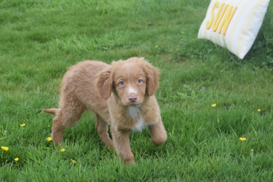 Nova Scotia Duck Tolling Retriever (reu) 64819