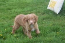 Nova Scotia Duck Tolling Retriever (reu) 64819