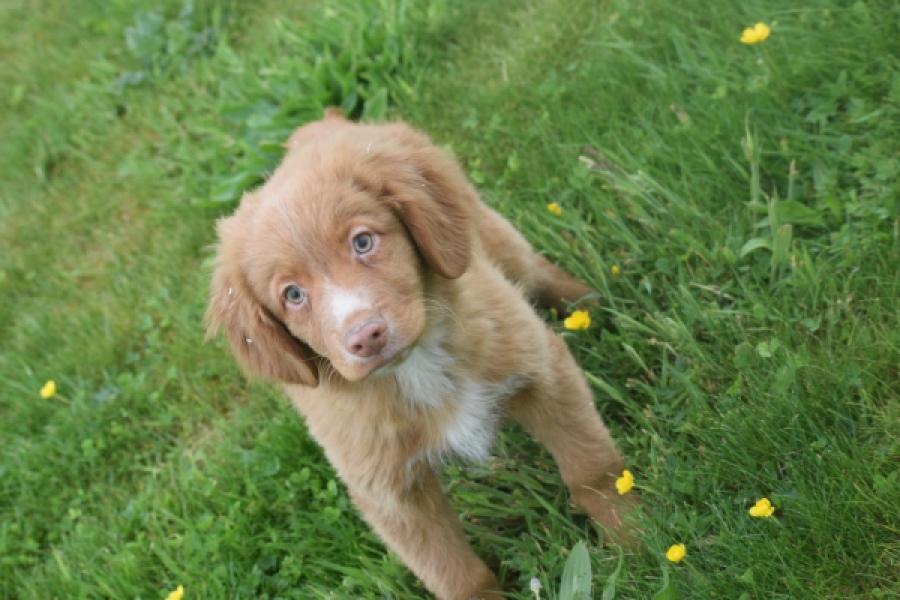 Nova Scotia Duck Tolling Retriever (reu) 64819