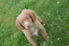 Nova Scotia Duck Tolling Retriever (reu) 64819