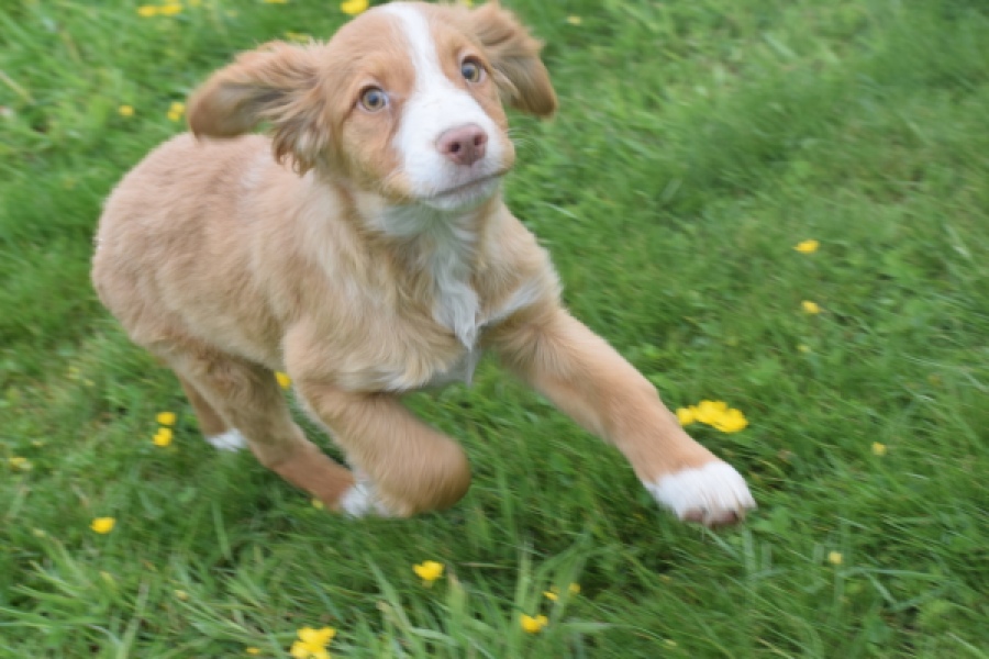 Nova Scotia Duck Tolling Retriever (teef) 64629