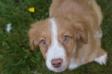 Nova Scotia Duck Tolling Retriever (teef) 64629