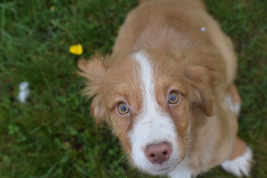 Nova Scotia Duck Tolling Retriever (teef) 64629