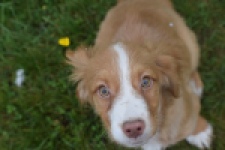 Nova Scotia Duck Tolling Retriever (teef) 64629