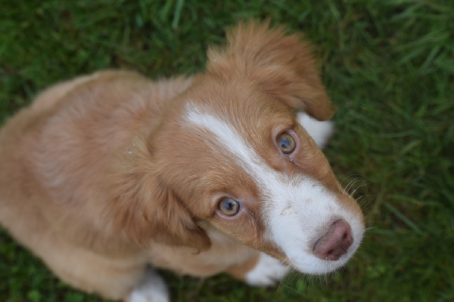 Nova Scotia Duck Tolling Retriever (teef) 64629
