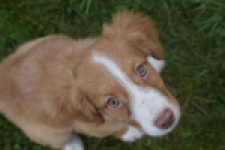 Nova Scotia Duck Tolling Retriever (teef) 64629