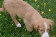 Nova Scotia Duck Tolling Retriever (teef) 64629