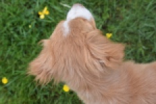 Nova Scotia Duck Tolling Retriever (teef) 64629