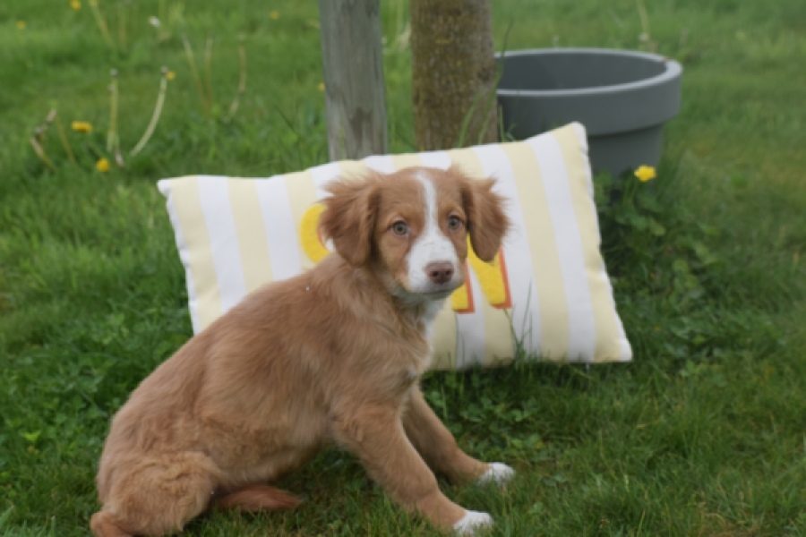 Nova Scotia Duck Tolling Retriever (teef) 64629