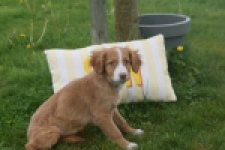 Nova Scotia Duck Tolling Retriever (teef) 64629
