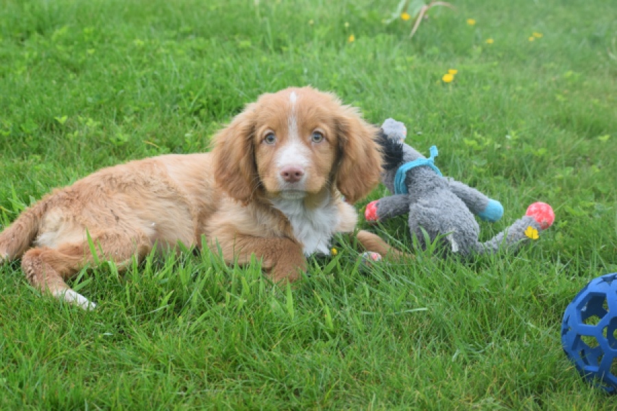 Nova Scotia Duck Tolling Retriever (reu) 57197