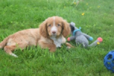 Nova Scotia Duck Tolling Retriever (reu) 57197