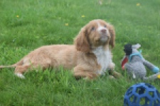 Nova Scotia Duck Tolling Retriever (reu) 57197