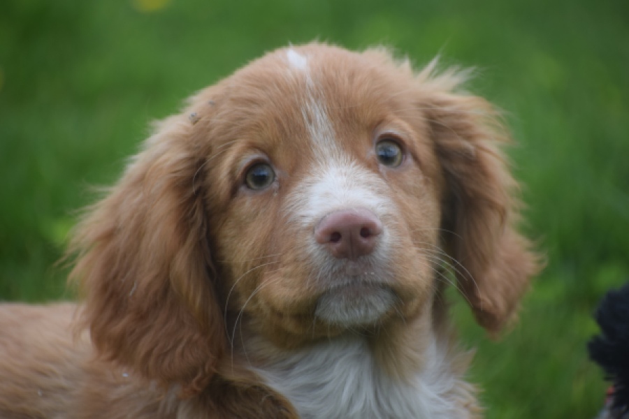 Nova Scotia Duck Tolling Retriever (reu) 57197