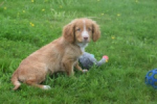 Nova Scotia Duck Tolling Retriever (reu) 57197