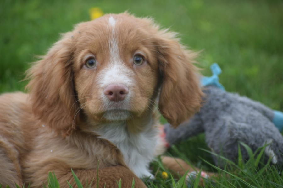Nova Scotia Duck Tolling Retriever (reu) 57197