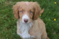 Nova Scotia Duck Tolling Retriever (reu) 61520