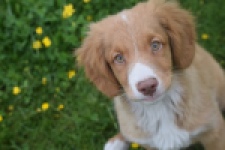 Nova Scotia Duck Tolling Retriever (reu) 61520