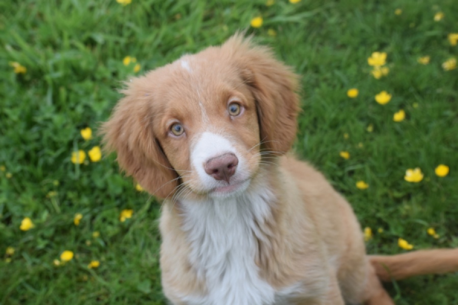 Nova Scotia Duck Tolling Retriever (reu) 61520