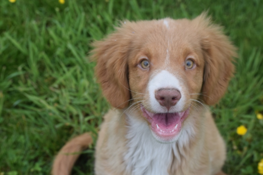 Nova Scotia Duck Tolling Retriever (reu) 61520