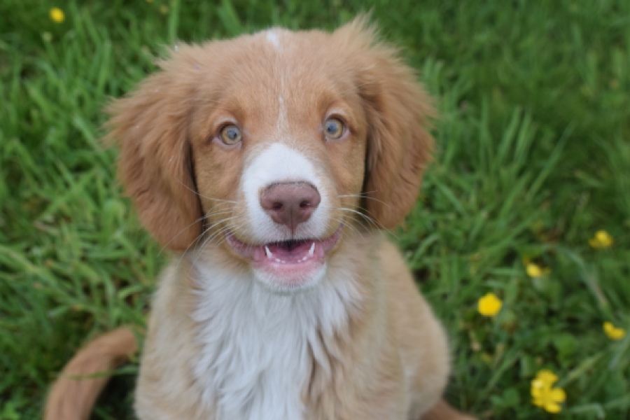 Nova Scotia Duck Tolling Retriever (reu) 61520