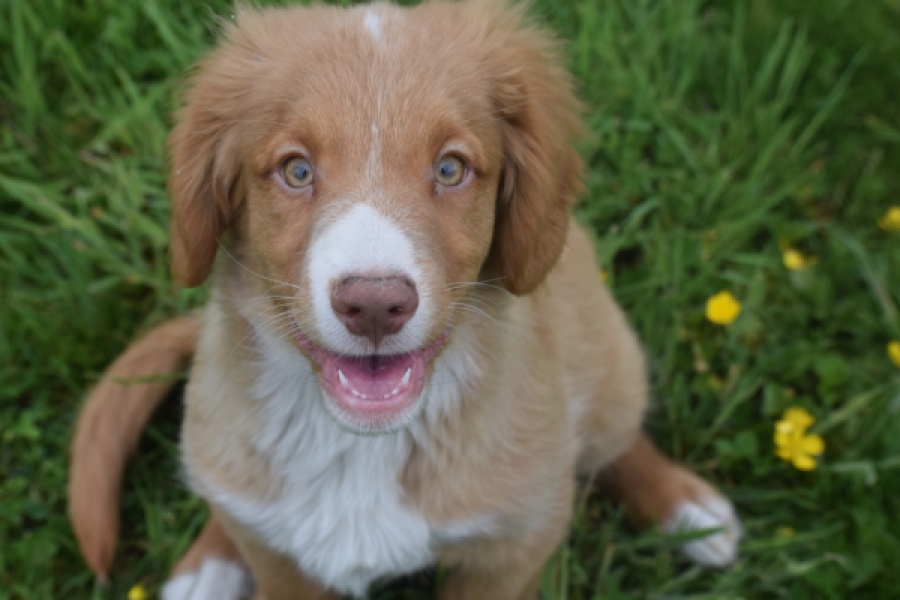 Nova Scotia Duck Tolling Retriever (reu) 61520