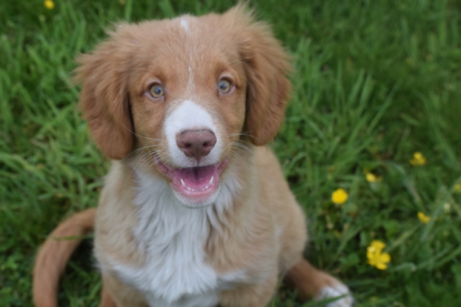 Nova Scotia Duck Tolling Retriever (reu) 61520