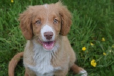 Nova Scotia Duck Tolling Retriever (reu) 61520