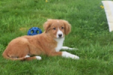Nova Scotia Duck Tolling Retriever (reu) 57133