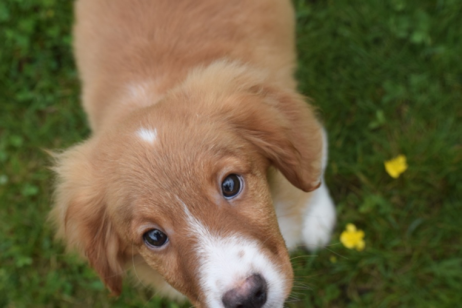 Nova Scotia Duck Tolling Retriever (reu) 57133