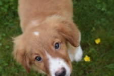 Nova Scotia Duck Tolling Retriever (reu) 57133