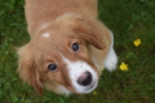 Nova Scotia Duck Tolling Retriever (reu) 57133