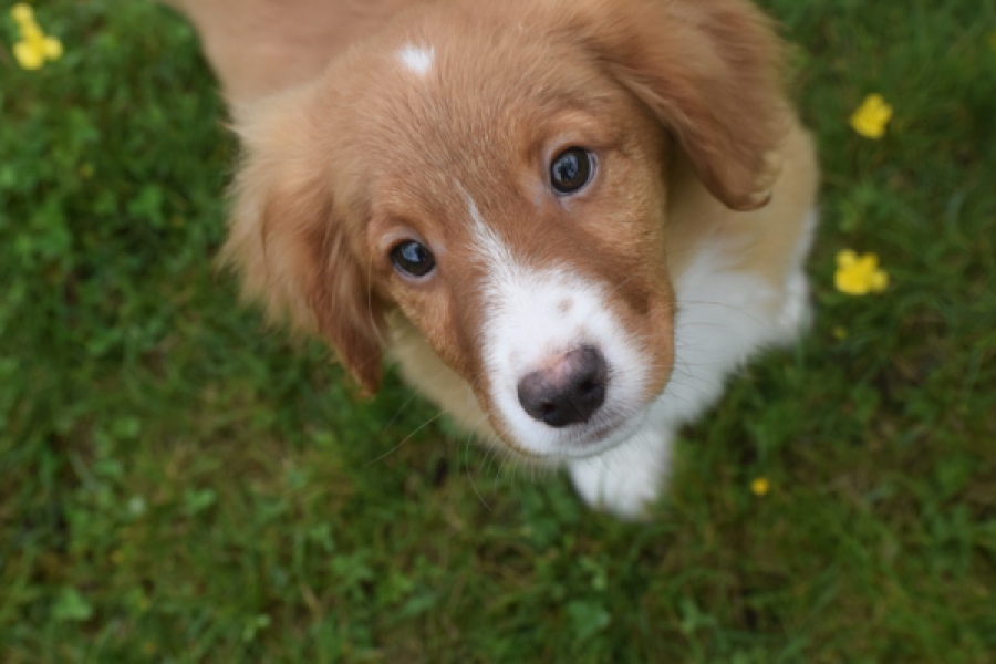 Nova Scotia Duck Tolling Retriever (reu) 57133