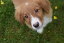 Nova Scotia Duck Tolling Retriever (reu) 57133