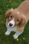 Nova Scotia Duck Tolling Retriever (reu) 57133