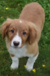 Nova Scotia Duck Tolling Retriever (reu) 57133