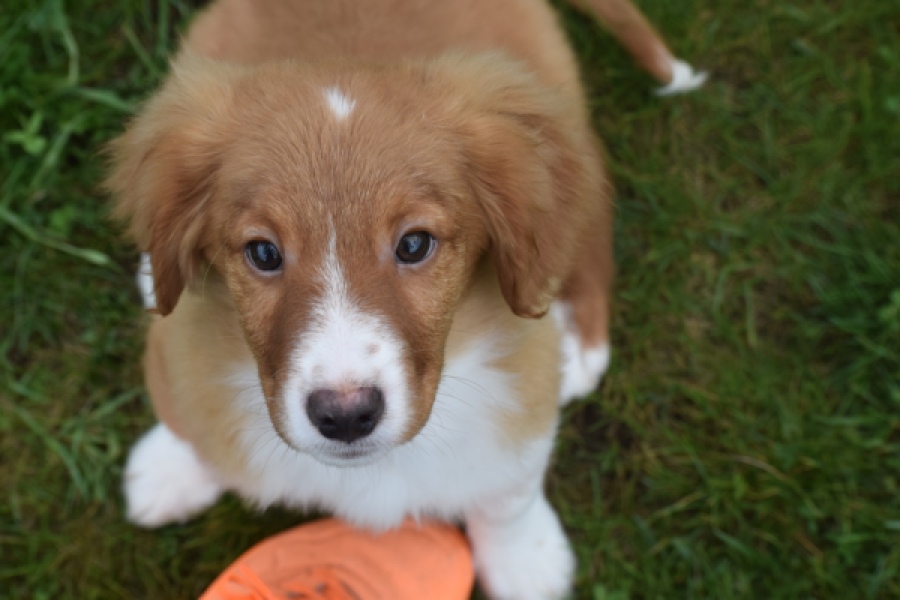 Nova Scotia Duck Tolling Retriever (reu) 57133