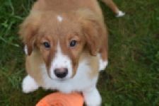 Nova Scotia Duck Tolling Retriever (reu) 57133