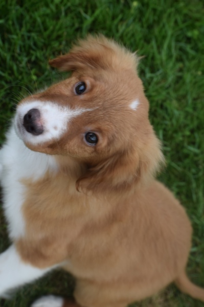 Nova Scotia Duck Tolling Retriever (reu) 57133