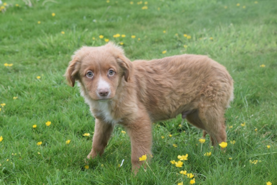 Nova Scotia Duck Tolling Retriever (reu) 56022