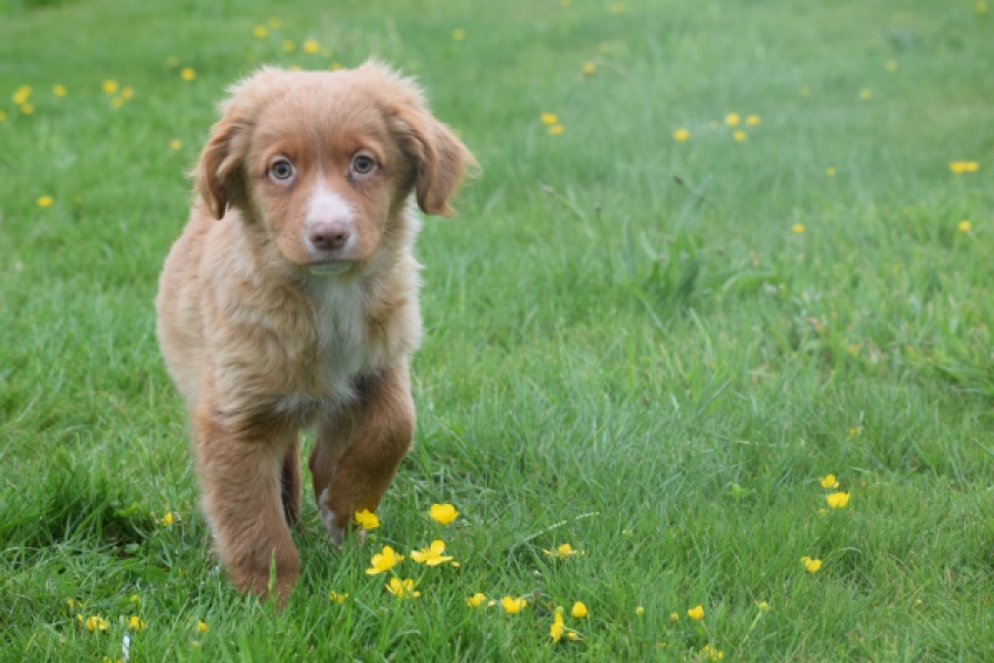 Nova Scotia Duck Tolling Retriever (reu) 56022