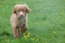 Nova Scotia Duck Tolling Retriever (reu) 56022