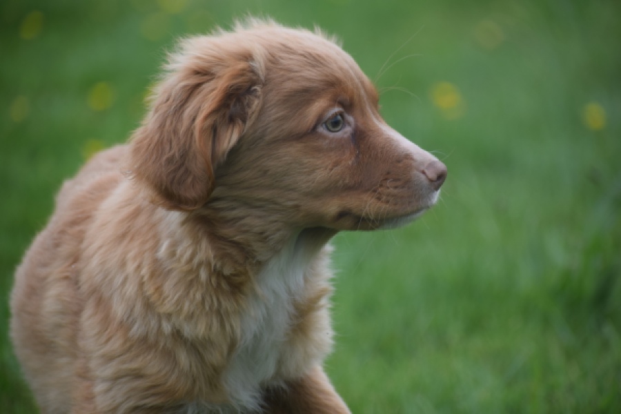 Nova Scotia Duck Tolling Retriever (reu) 56022